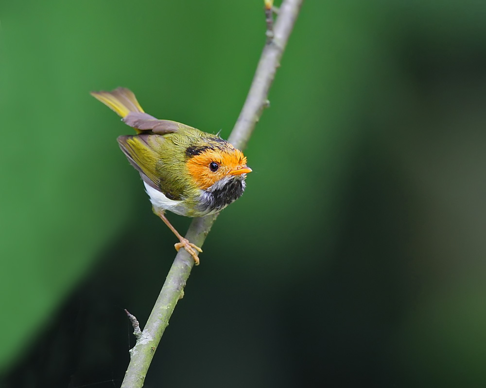 DPP_04276-1.jpg