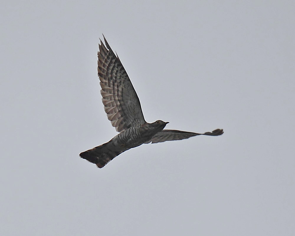 DPP_04265-1.jpg