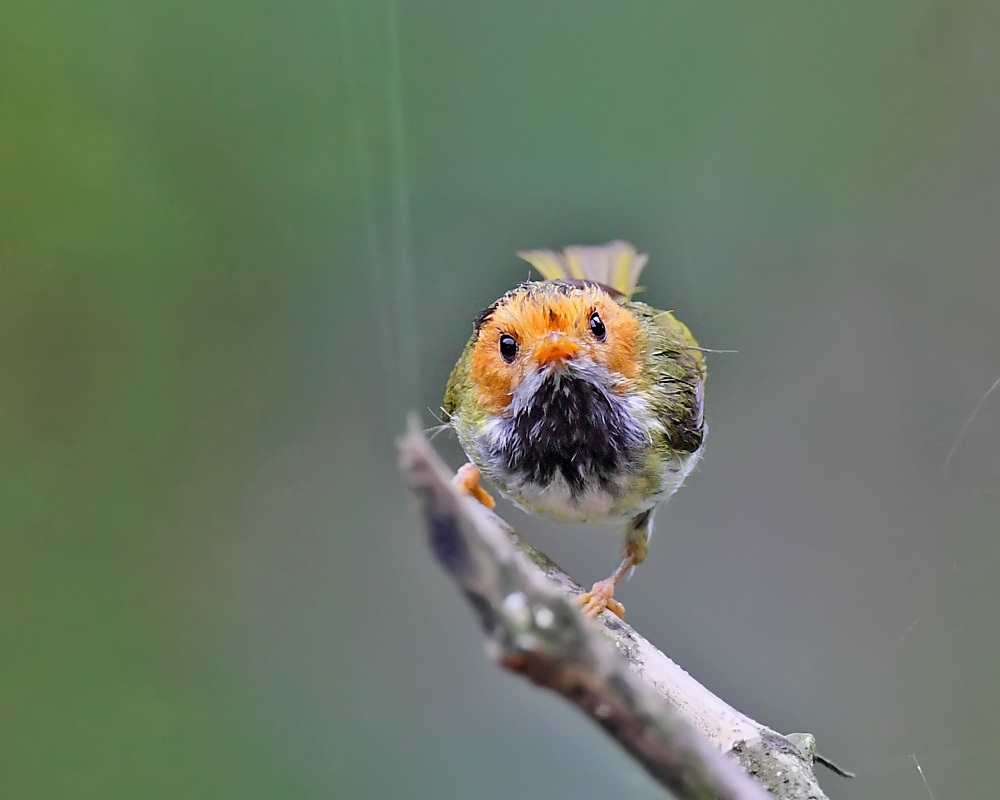 DPP_04253-1.jpg