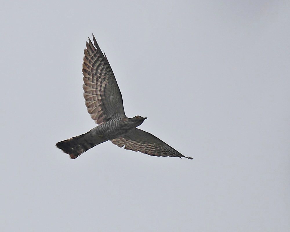 DPP_04252-1.jpg