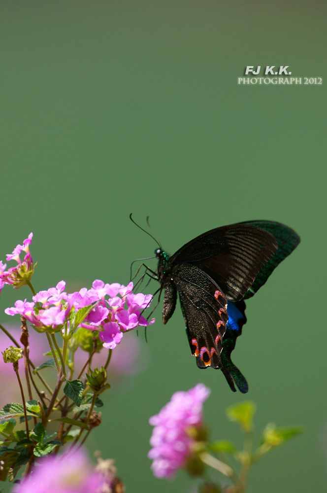 DSC05320a.jpg