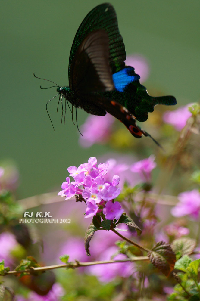 DSC05598a.jpg
