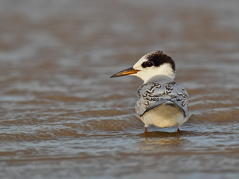 ���ֽ׶ε���ͨ��Ÿ