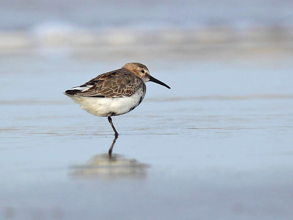 �ڸ�����