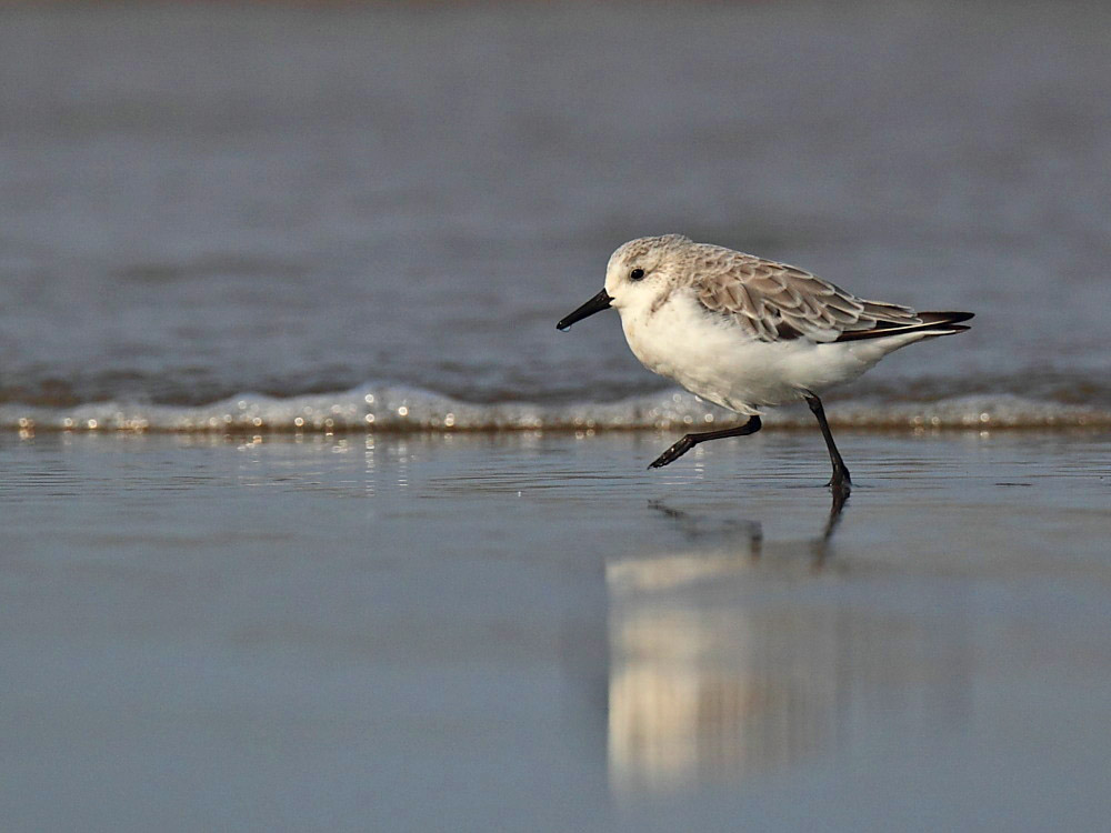 ��ֺ����