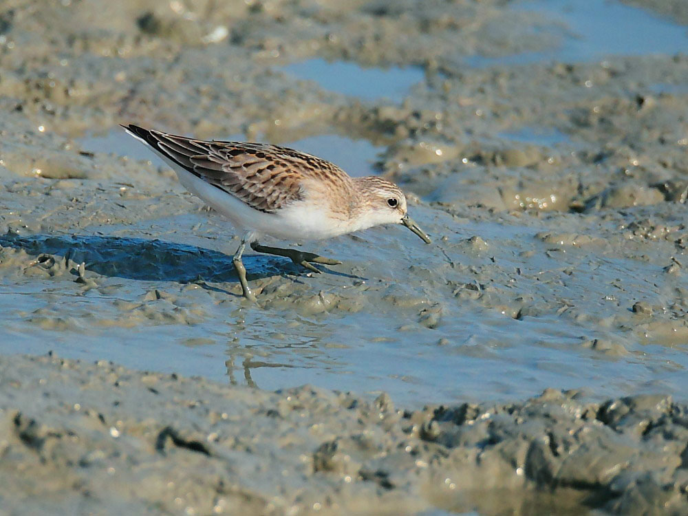 ��ֺ����