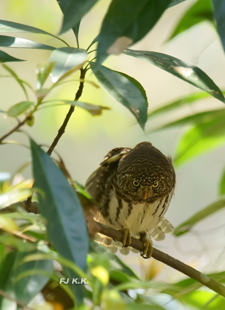 DSC09270a.jpg