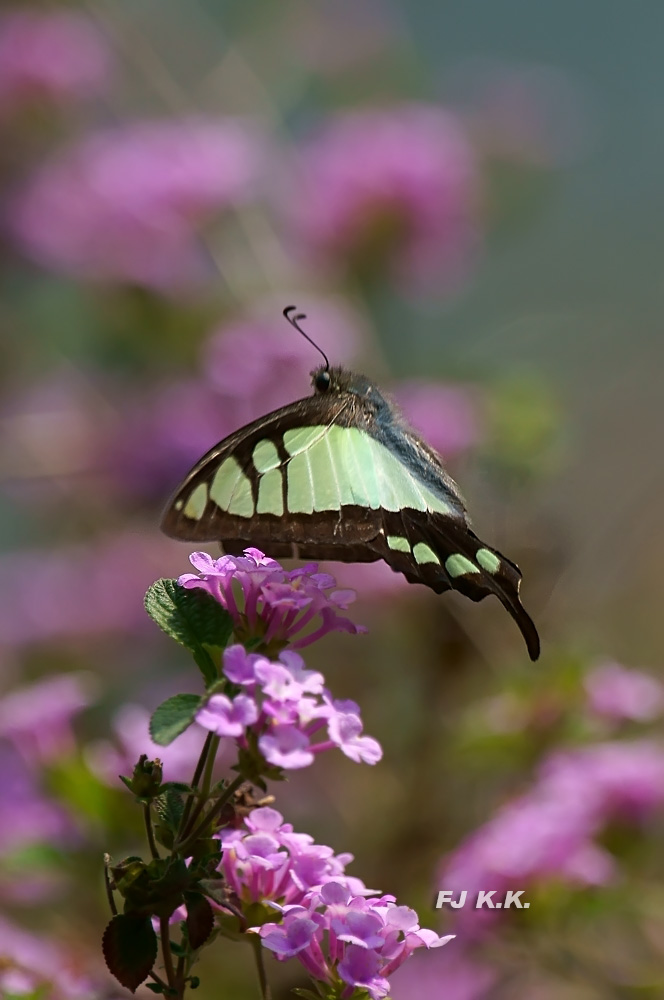 DSC01556a.jpg