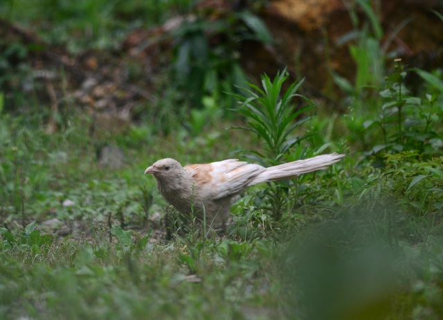 DSC_0364.jpg