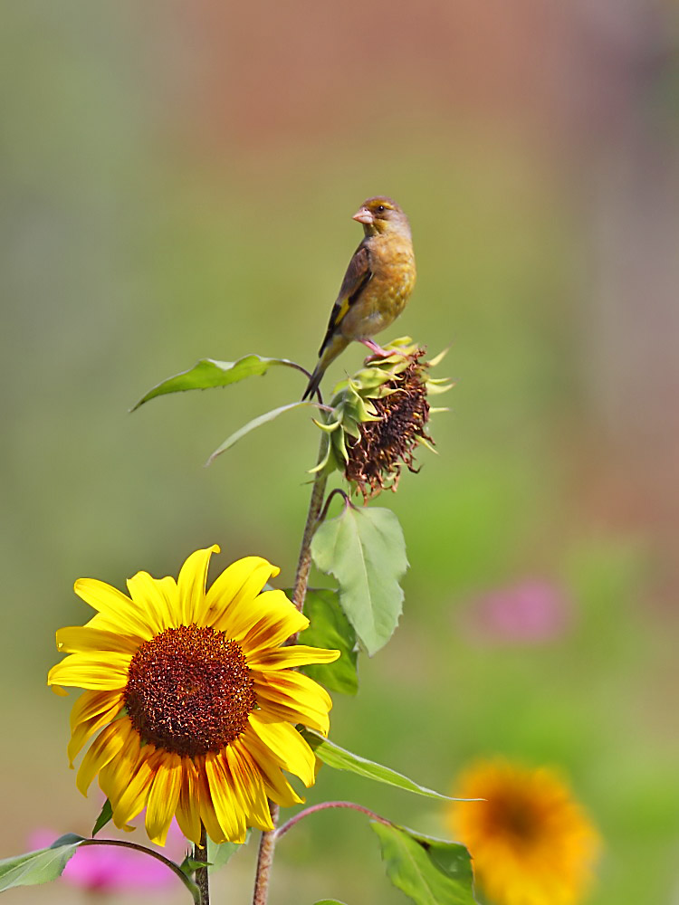 DPP_1248-1.jpg