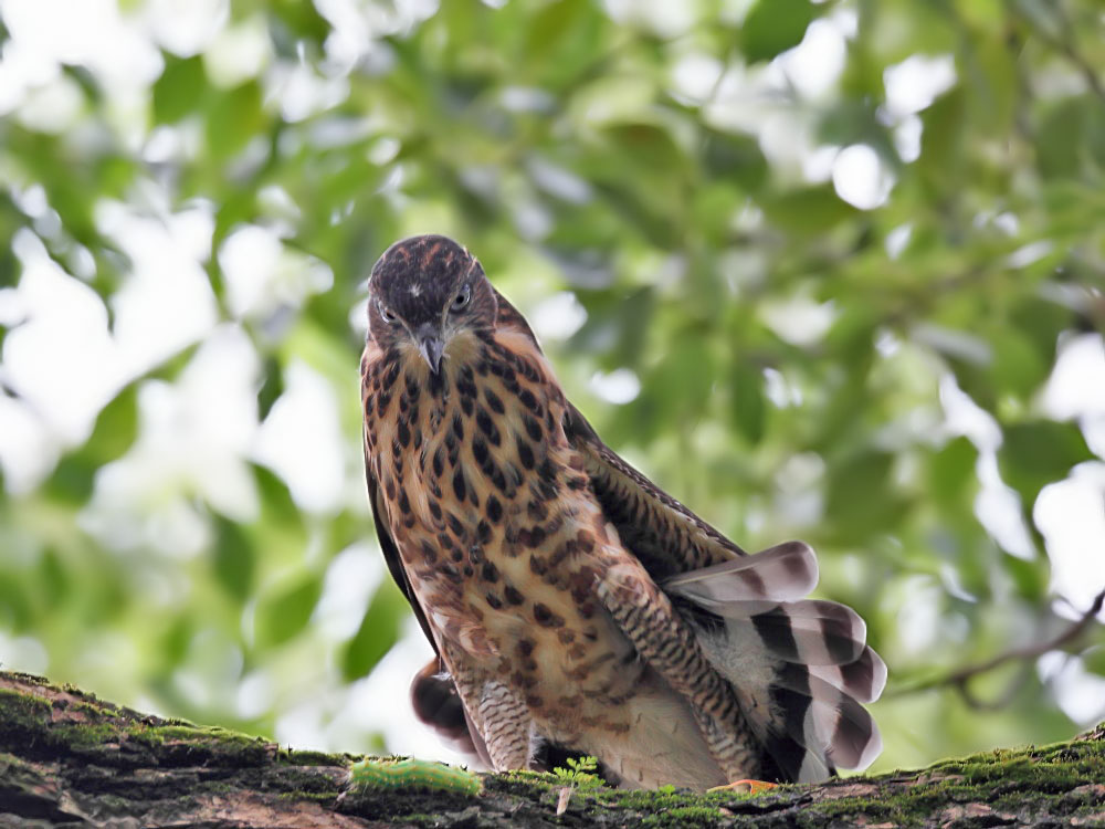 DPP_1221-1.jpg