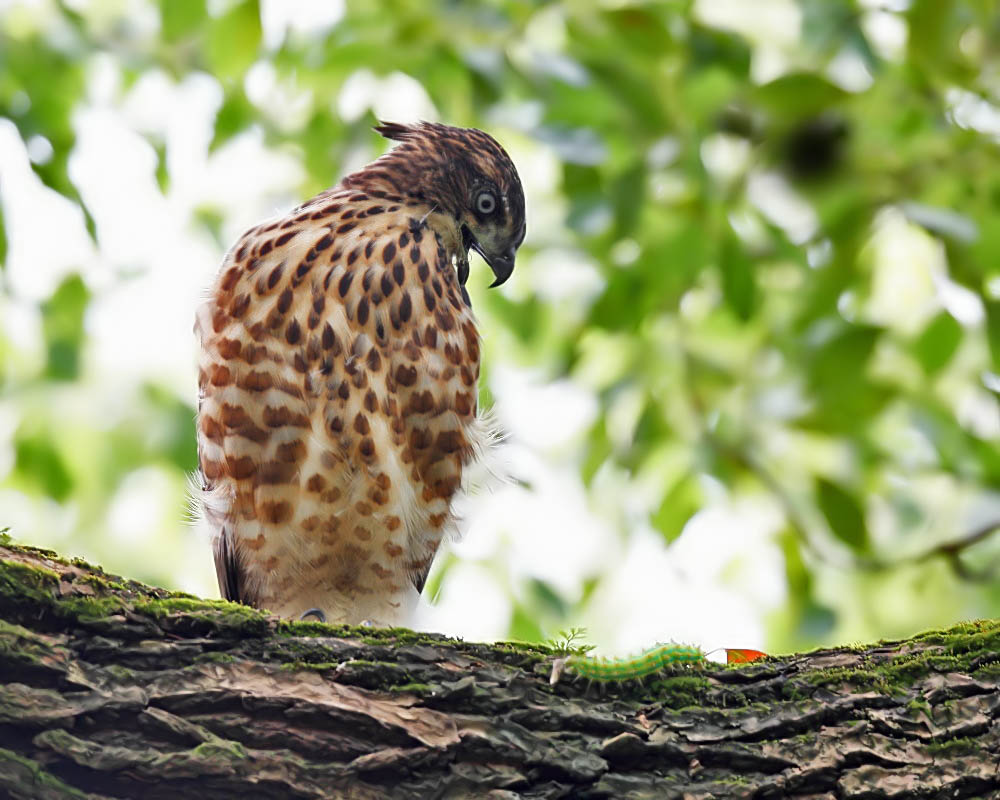 DPP_1219-1.jpg