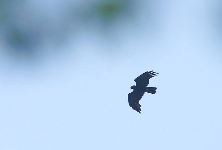 IMG_6826.jpg
