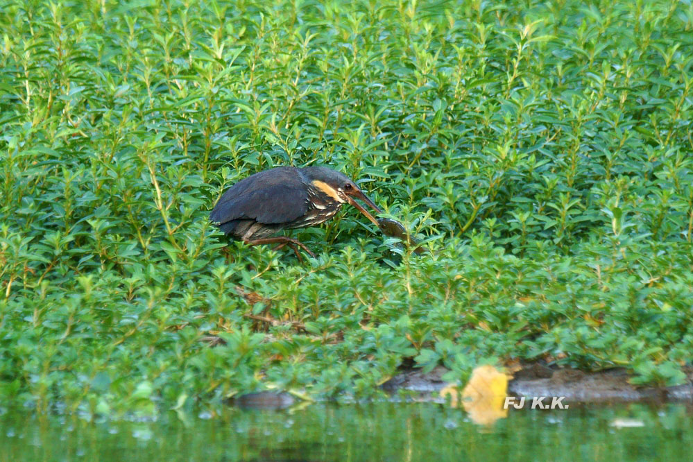 DSC00952a.jpg