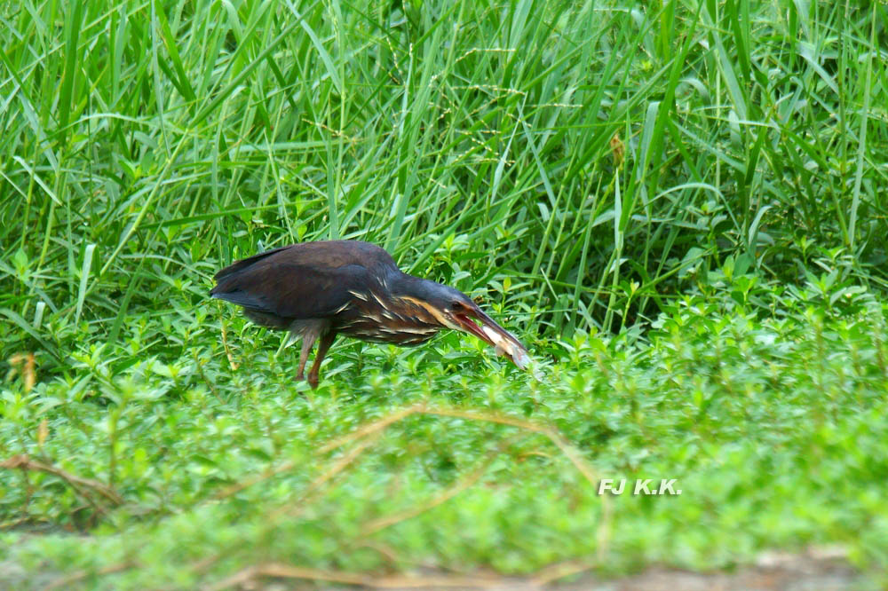 DSC02133a.jpg
