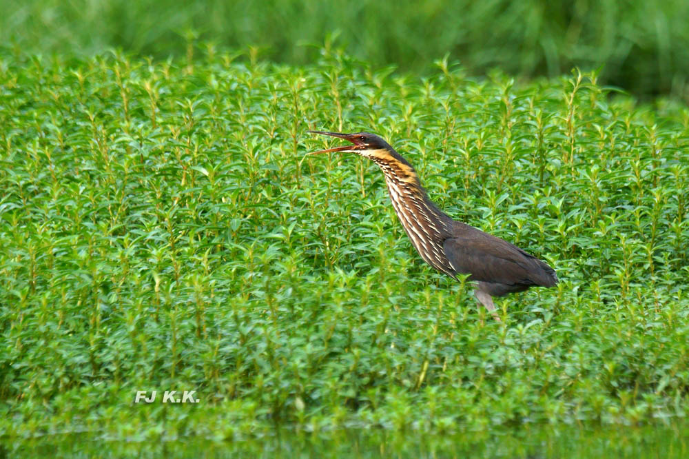 DSC02381a.jpg