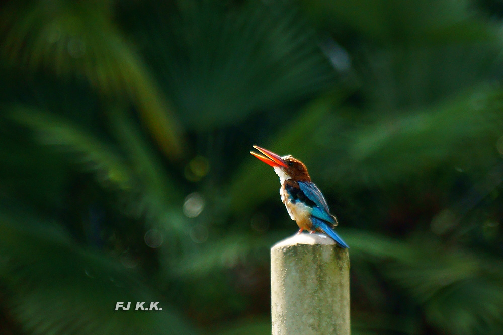 DSC03955a.jpg