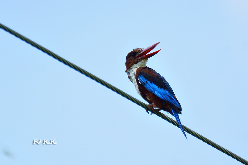 DSC04064a.jpg
