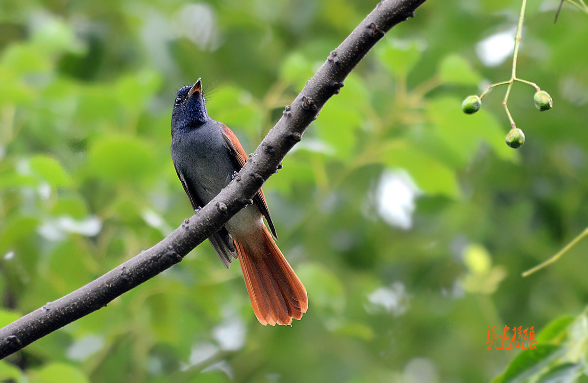 DSC_2342.jpg