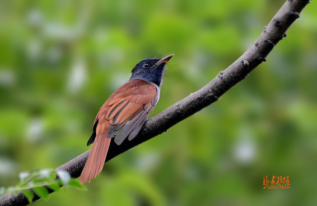 DSC_2338.jpg