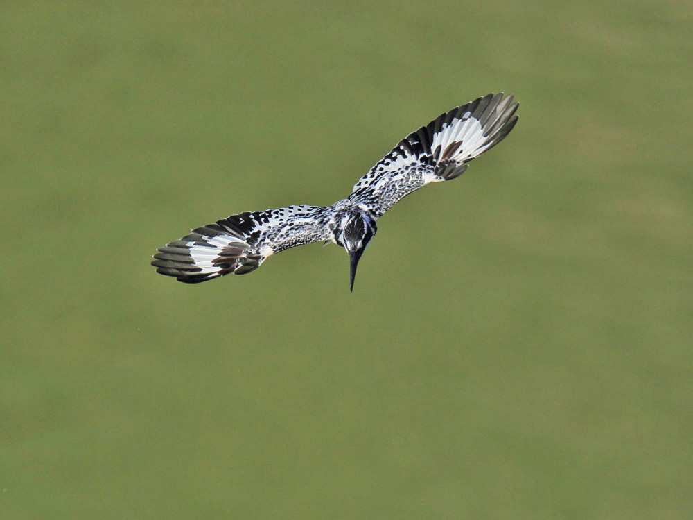 DPP_2109-1.jpg