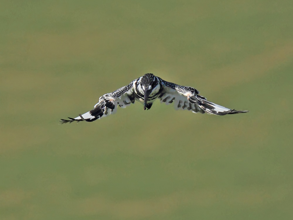 DPP_2095-1.jpg