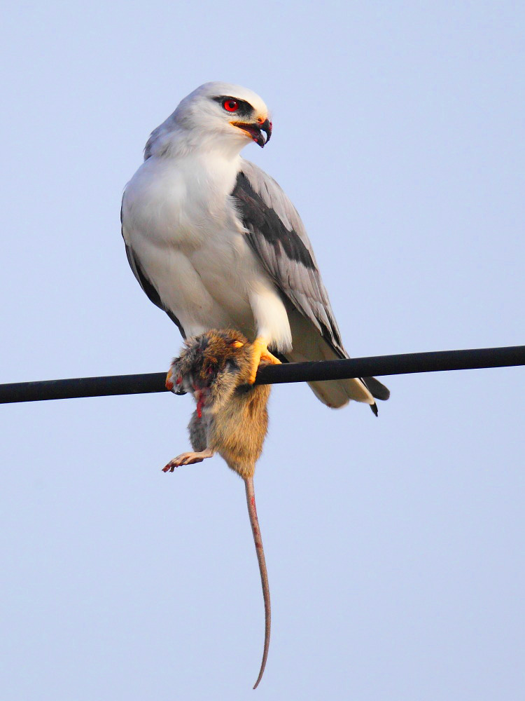 DPP_2615-1.jpg