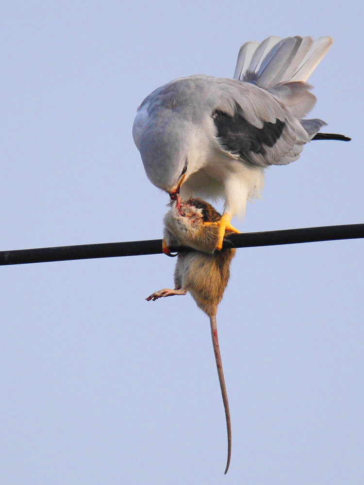 DPP_2610-1.jpg