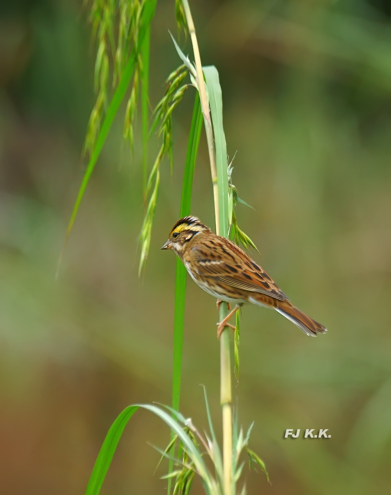 DSC08875a.jpg