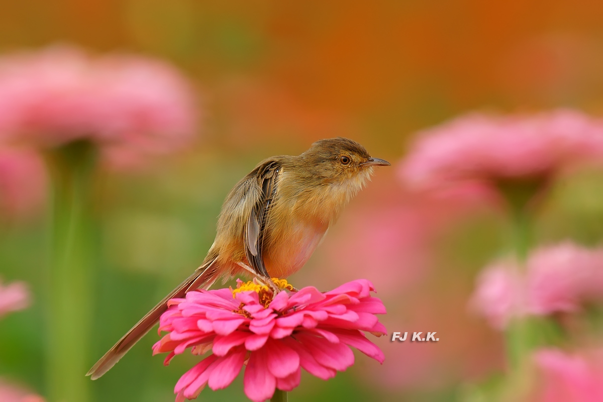 DSC07302a.jpg