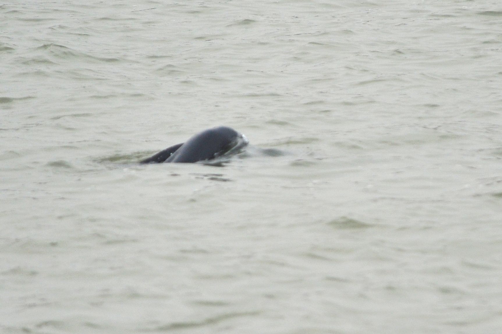 DSC_9502_1.jpg
