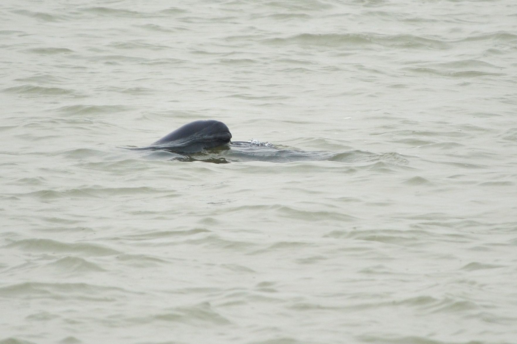 DSC_9482_1.jpg