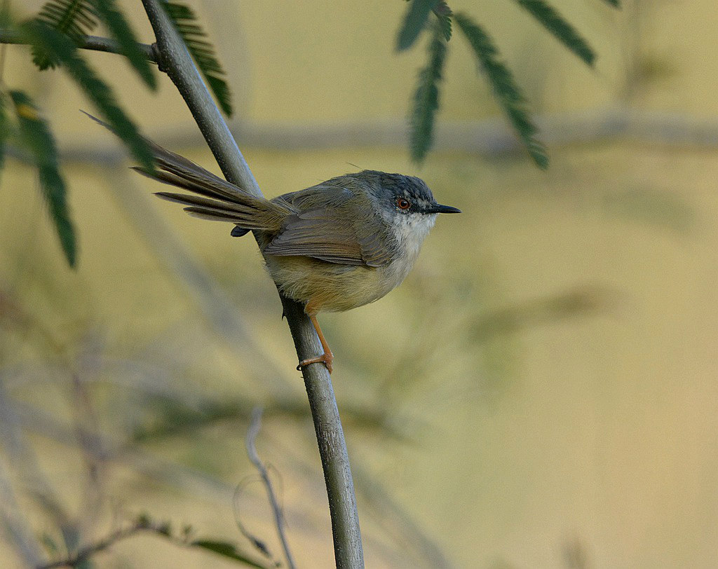 DSC_Ƹݺ_.jpg