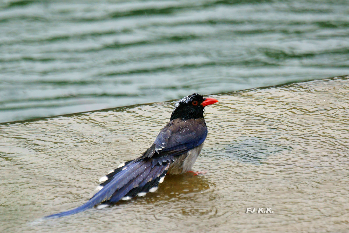 DSC09194a.jpg