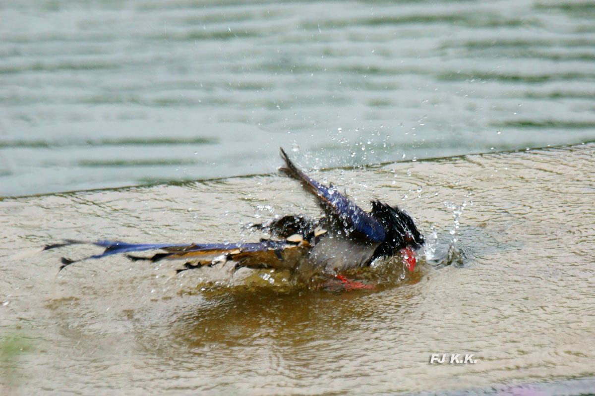 DSC09164a.jpg