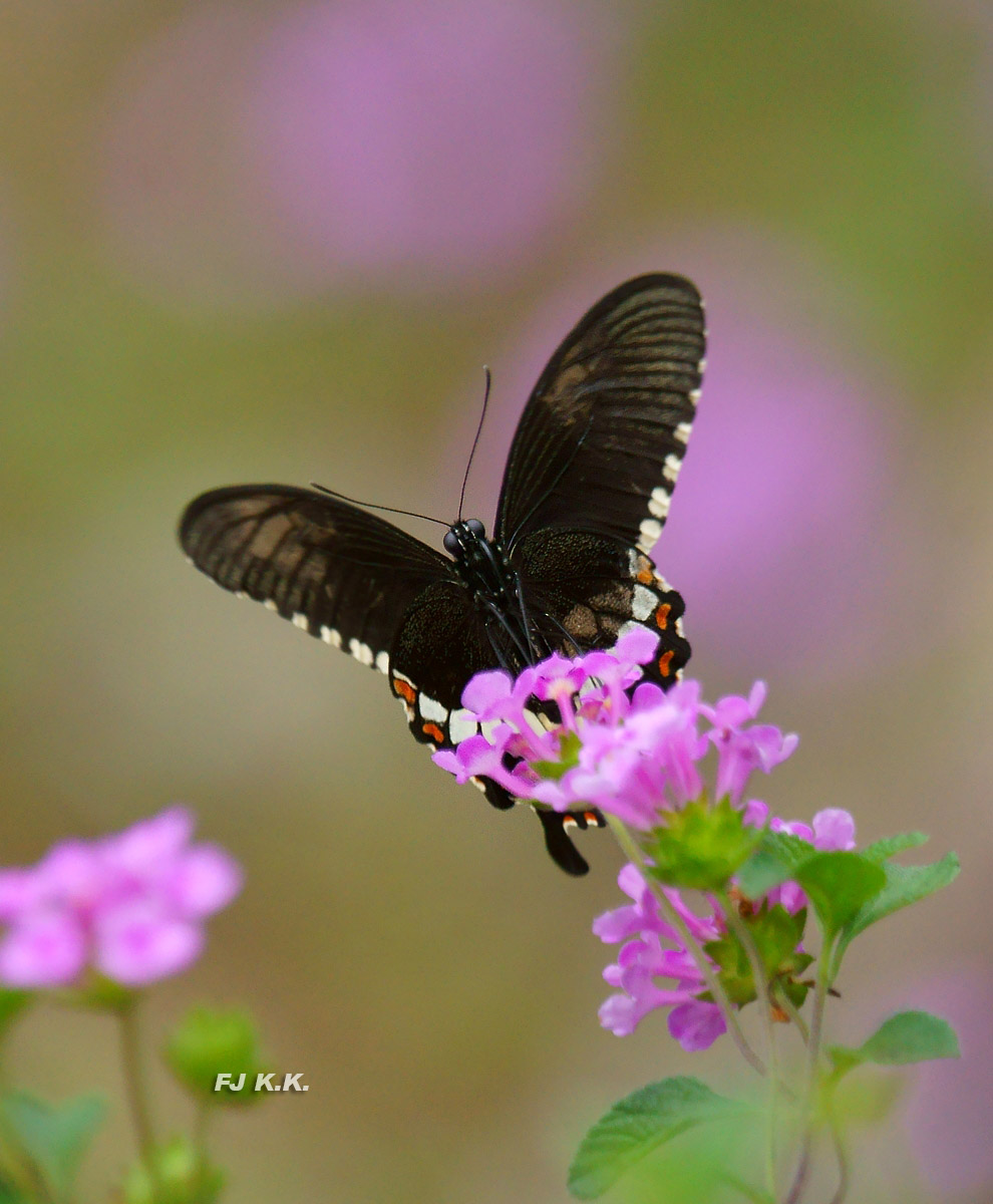 DSC09123a.jpg