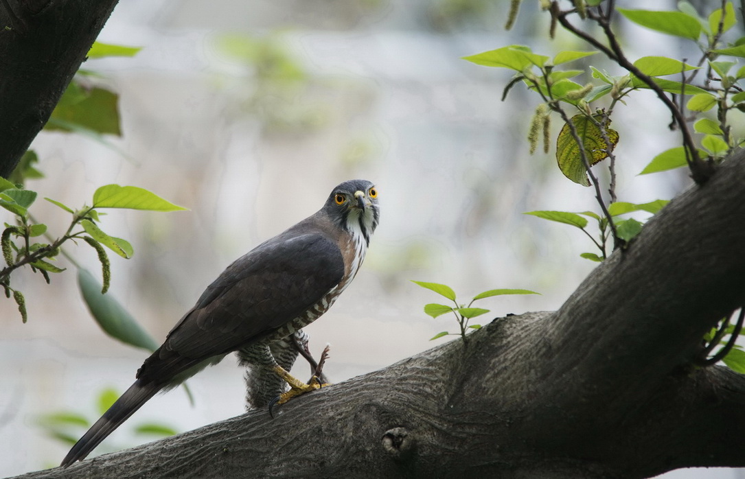 DSC_2971n.jpg