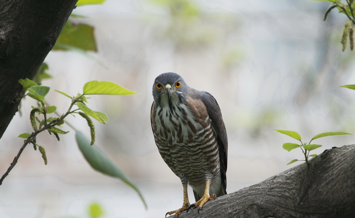 DSC_2949n1.jpg