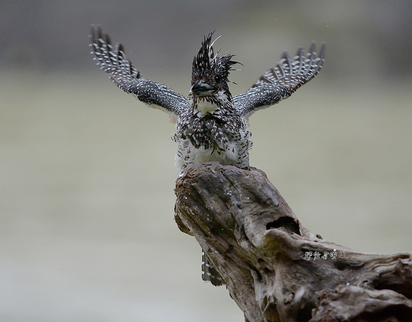 DSC_8316a.jpg