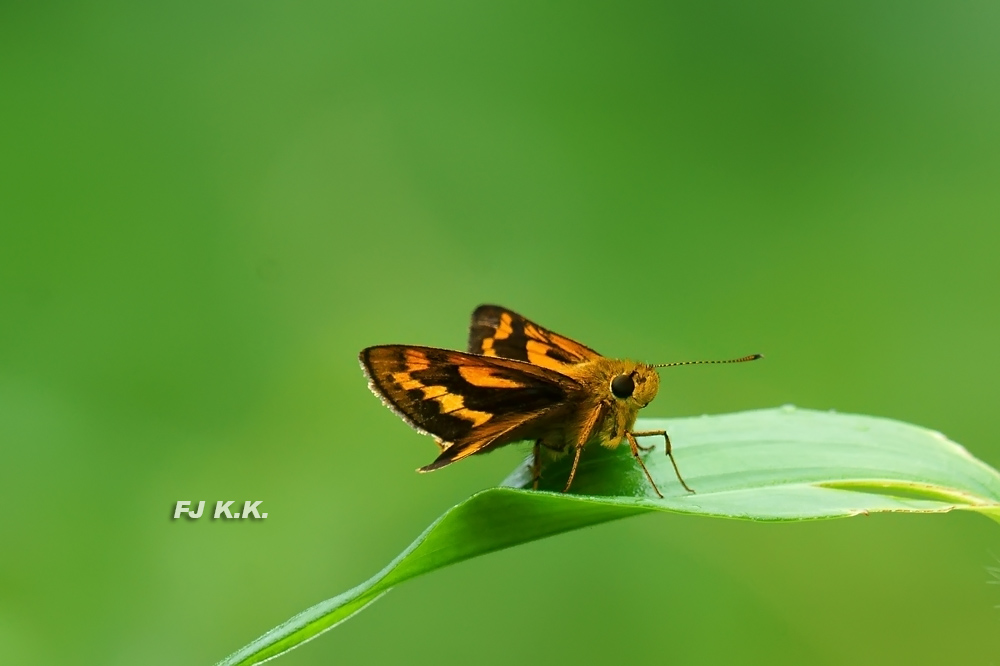 DSC05070a.jpg