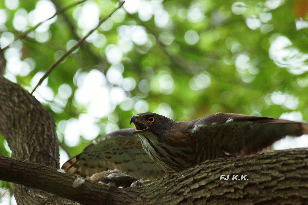 DSC02278a.jpg