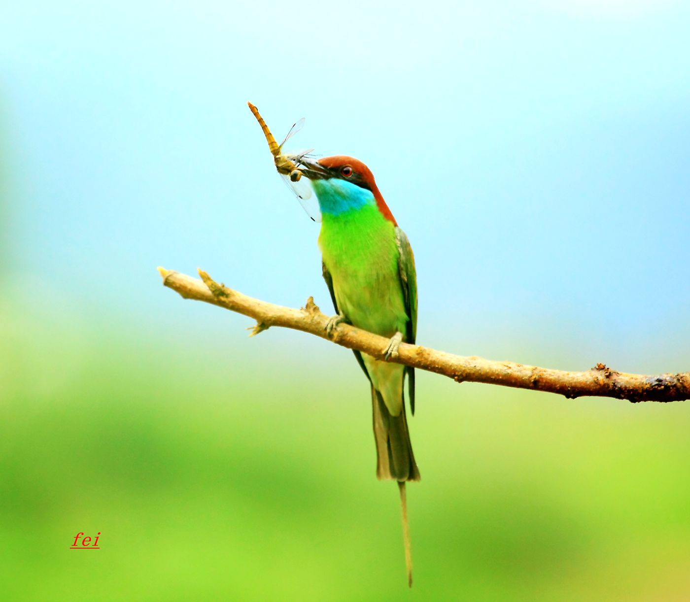 IMG_4547.JPG