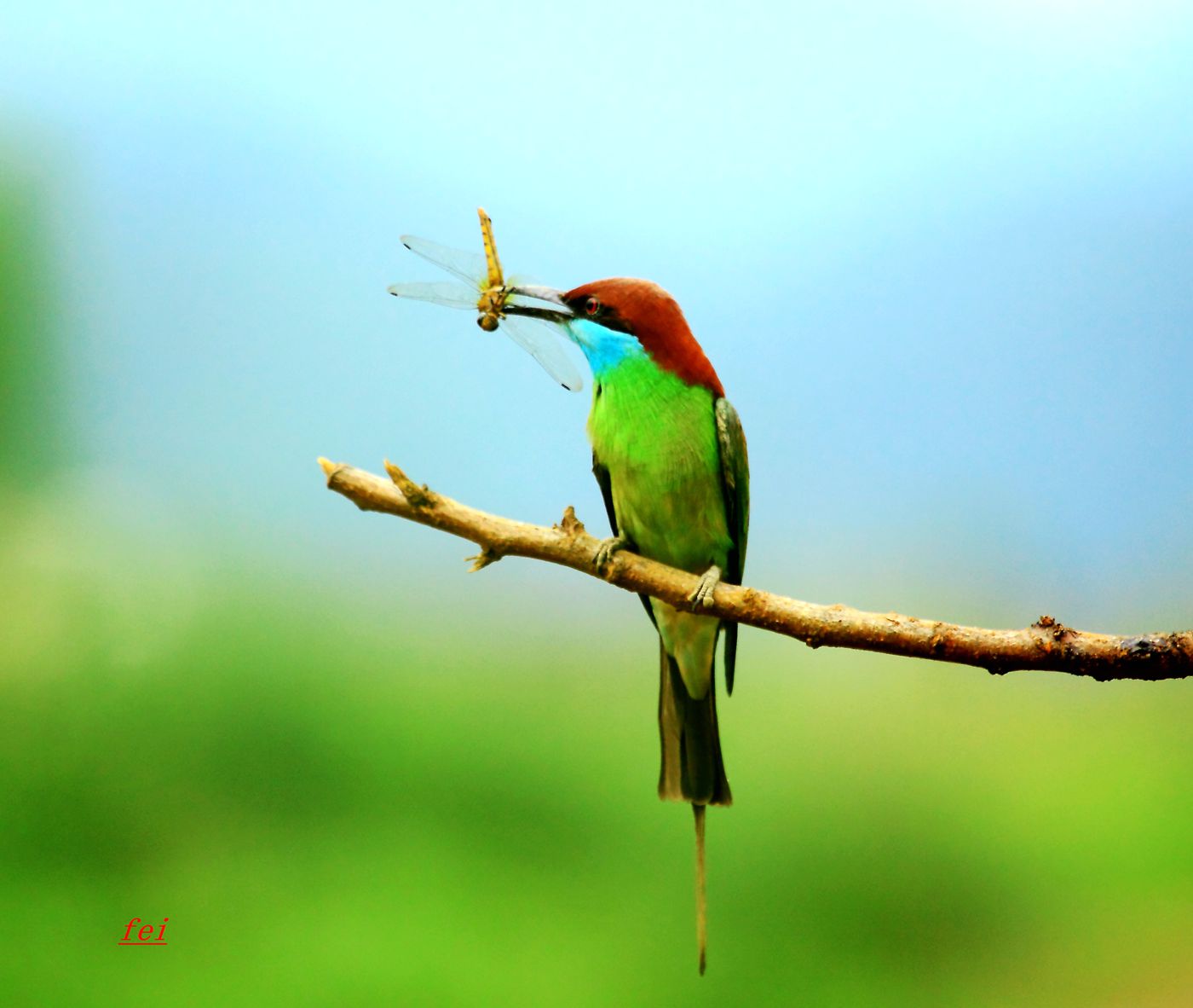 IMG_4545.JPG