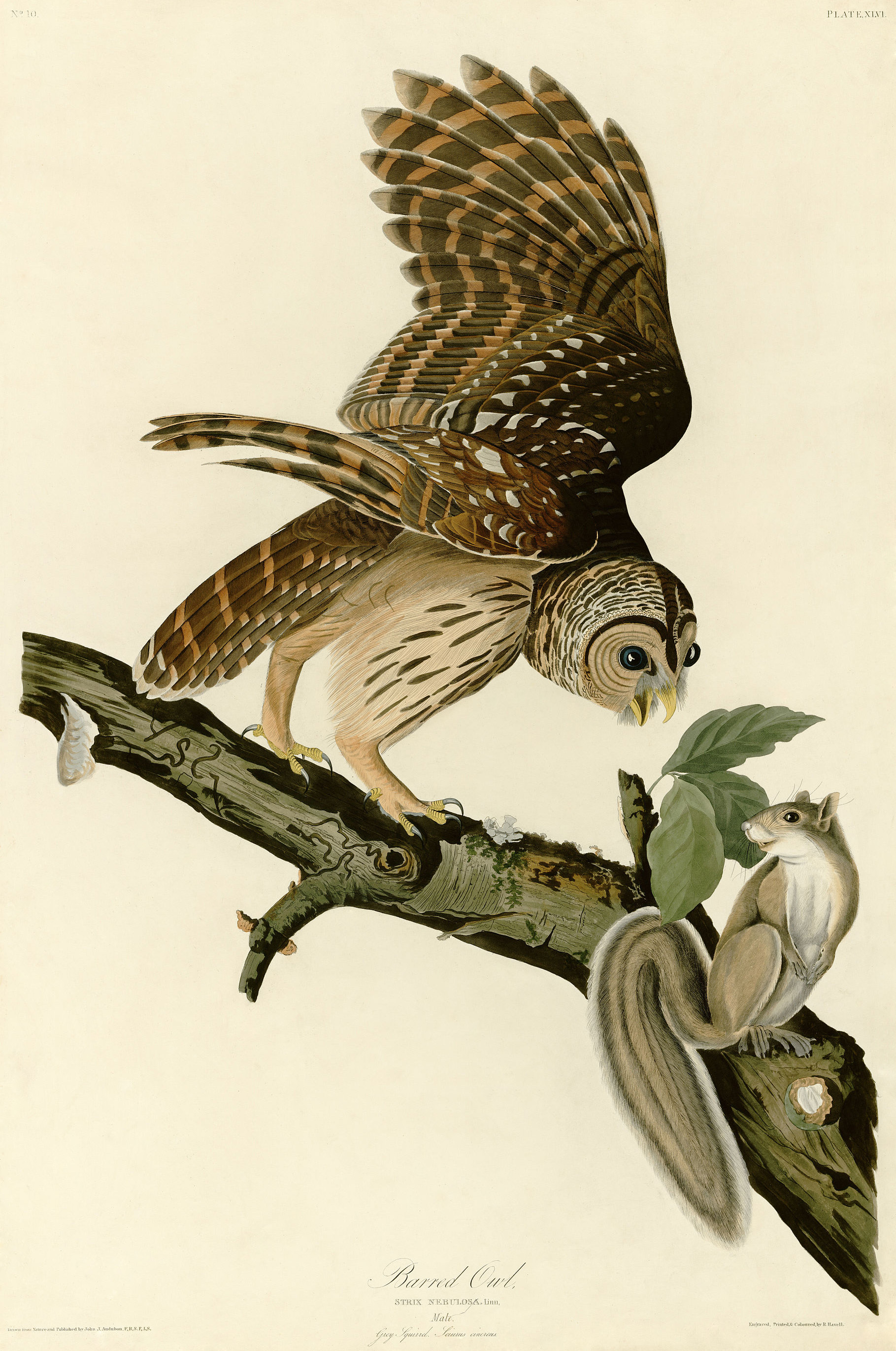 Barred_Owl_(Audubon).jpg