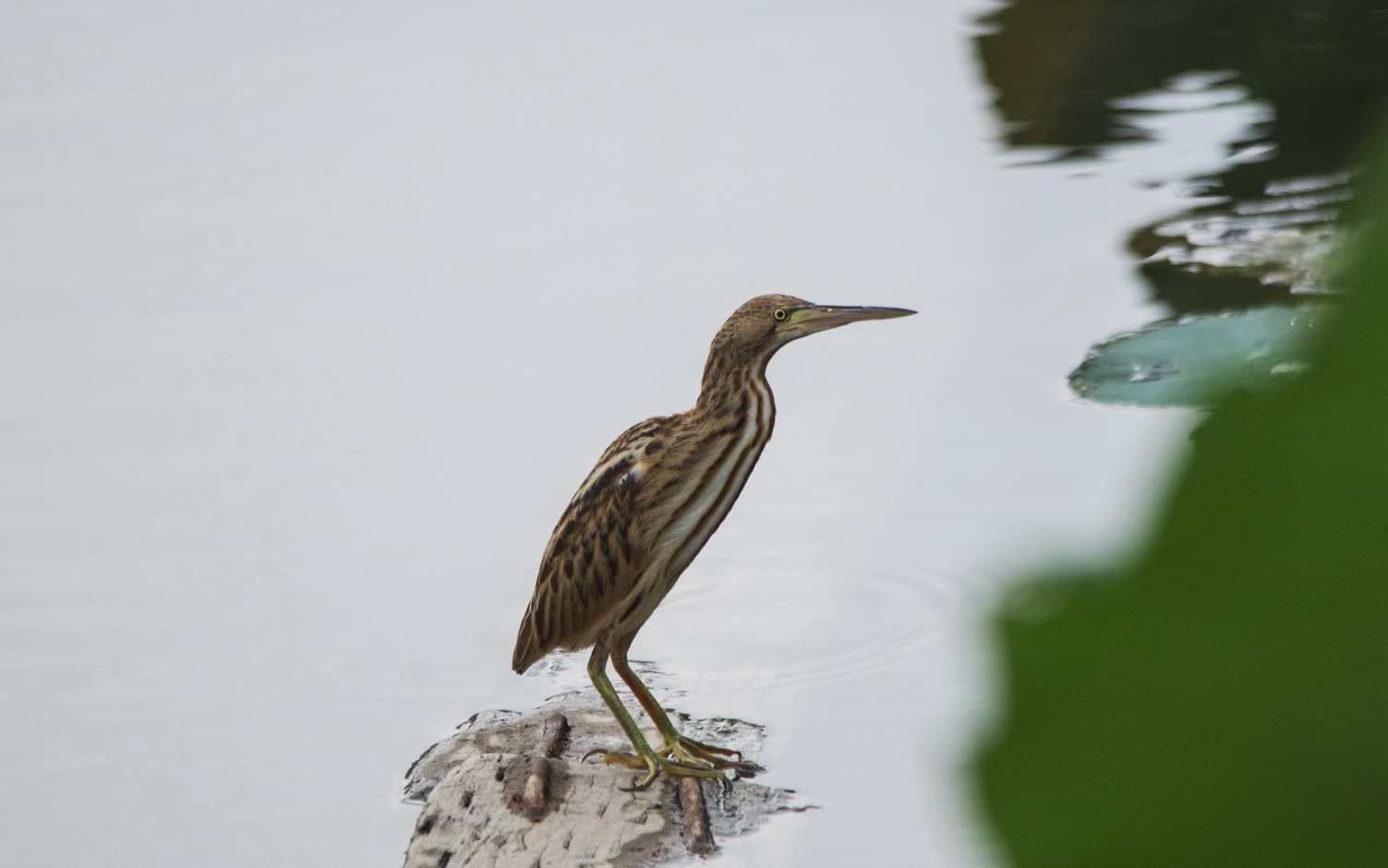 _DSC3804n1.jpg