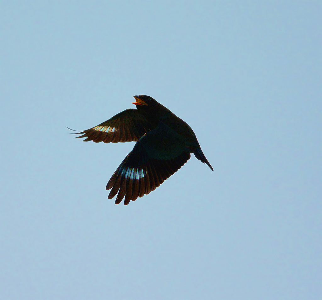 DSC_0530_.jpg