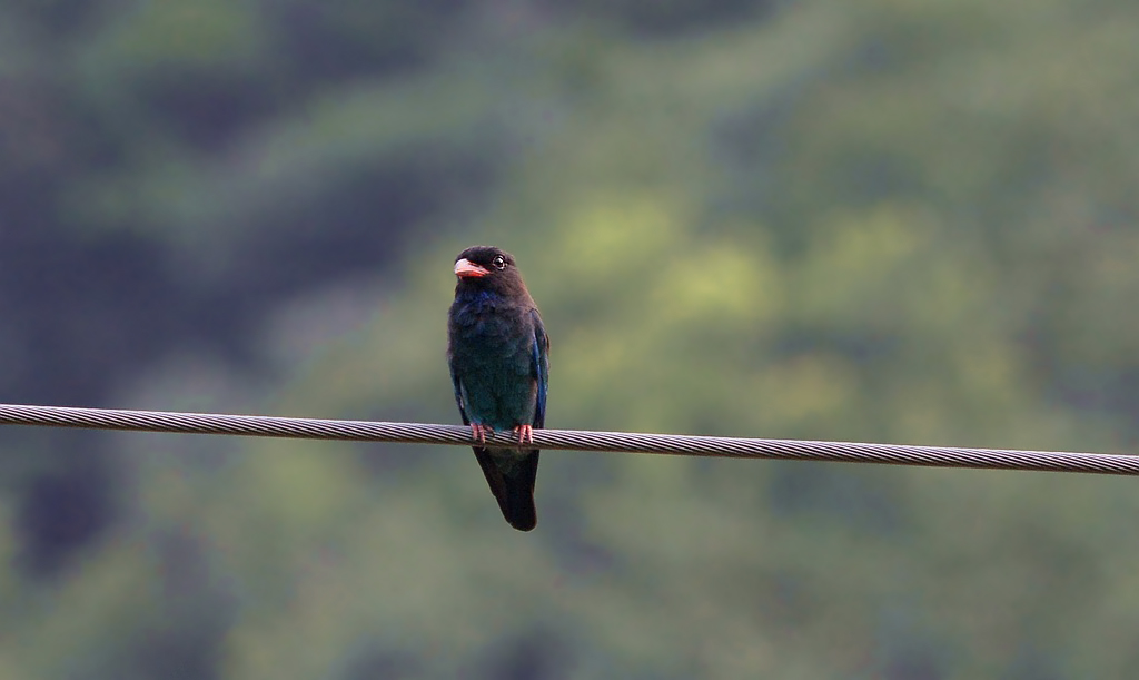 DSC_0509_.jpg