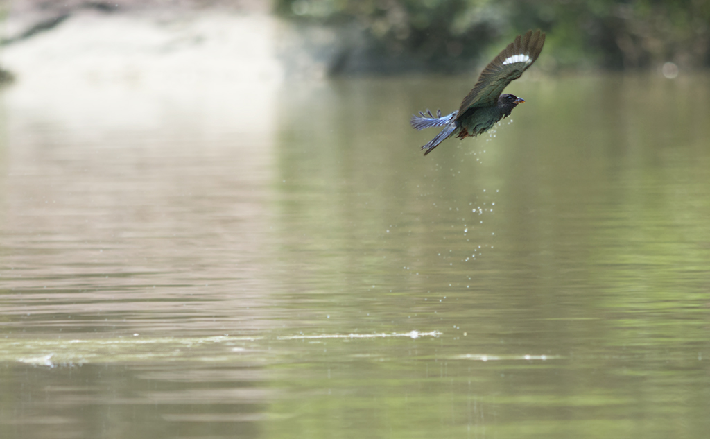 DSC_0735.jpg