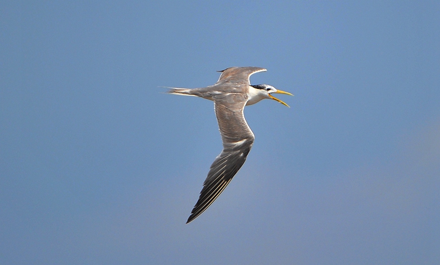 DSC_4366___.jpg