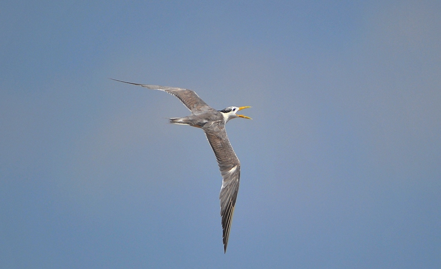 DSC_4362___.jpg